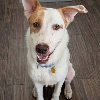 Tucker -  German Shepherd Dog Dog for Adoption in Krum, Texas - Tucker | PetCurious