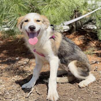 Shepherd and Mixed Breed Dogs Available for Adoption in East Hampton, New York - Kahlua | PetCurious