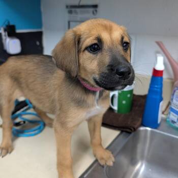 Mixed Breed Dogs Available for Adoption in Ardmore, Oklahoma - Sage | PetCurious