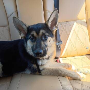 German Shepherd Dog Dogs Available for Adoption in Greensboro, North Carolina - Carpenter Bee Bee | PetCurious