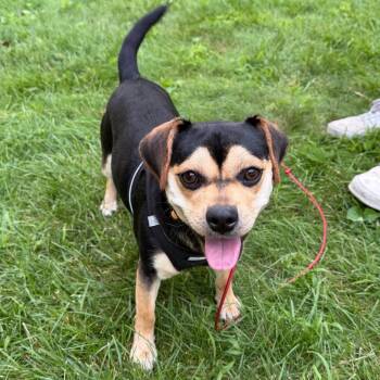 Ricki - Home to Home -  Dachshund Dog for Adoption in South Elgin, Illinois - Ricki - Home To Home | PetCurious