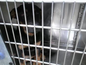 Rottweiler and Mixed Breed Dogs Available for Adoption in Oklahoma City, Oklahoma - A475056 | PetCurious