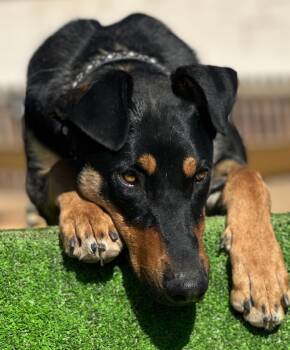 Archie -  Doberman Pinscher Dog for Adoption in Estes Park, Colorado - Archie | PetCurious