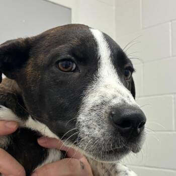 The Duke -  Terrier and Mixed Breed Dog for Adoption in Corpus Christi, Texas - The Duke | PetCurious