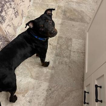 Labrador Retriever Dogs Available for Adoption - Johnny | PetCurious