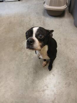 Eggsy -  Boston Terrier Dog for Adoption in Coupeville, Washington - Eggsy | PetCurious