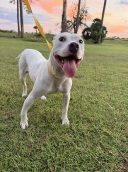 Saturn -  Terrier and Mixed Breed Dog for Adoption in Gainesville, Florida - Saturn | PetCurious