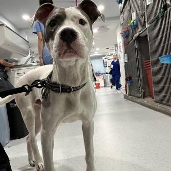 Juicebox -  Pit Bull Terrier Dog for Adoption in Northbrook, Illinois - Juicebox | PetCurious