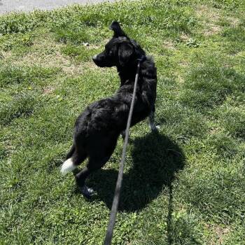 Australian Cattle Dog Blue Heeler Dogs Available for Adoption - Jimbo | PetCurious