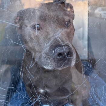 Mixed Breed Dogs Available for Adoption in Philadelphia, Pennsylvania - Smokee Jones | PetCurious