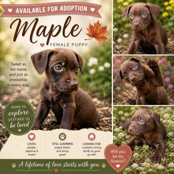 Pit Bull Terrier and American Staffordshire Terrier Dogs Available for Adoption in Chickamauga, Georgia - Maple  | PetCurious