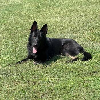 Miles (10mo) -  German Shepherd Dog Dog for Adoption in Greeneville, Tennessee - Miles (10mo) | PetCurious
