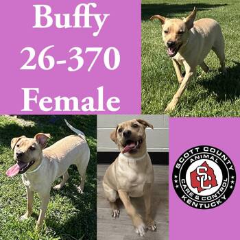 Labrador Retriever Dogs Available for Adoption in Georgetown, Kentucky - Buffy | PetCurious