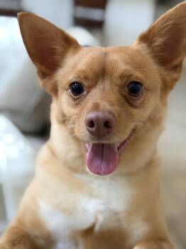Chihuahua Dogs Available for Adoption in Richmond, Texas - Oliver | PetCurious