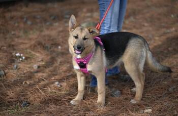 German Shepherd Dog and Husky Dogs Available for Adoption - Cookie | PetCurious