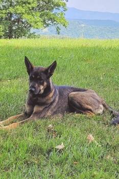 Lady Raspberry 6091 -  German Shepherd Dog Dog for Adoption in Centreville, Virginia - Lady Raspberry 6091 | PetCurious