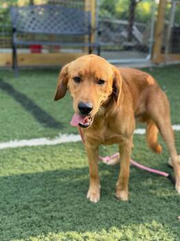 Cole -  Golden Retriever and Labrador Retriever Dog for Adoption in Lovingston, Virginia - Cole | PetCurious