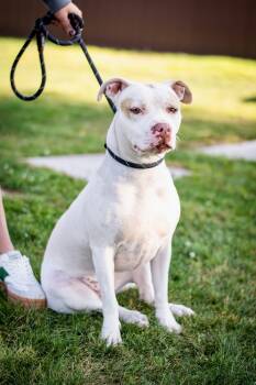 Rescue Pit Bull Terrier Dogs for Adoption in Frankfort, New York - Boo | PetCurious