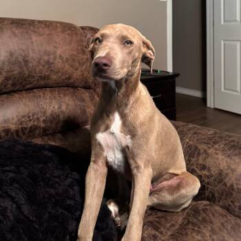 Hoss -  Weimaraner and Mixed Breed Dog for Adoption in Beaumont, Texas - Hoss | PetCurious