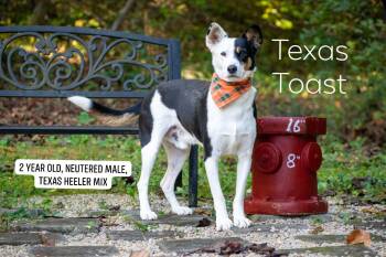 Texas Toast -  Australian Cattle Dog Blue Heeler Dog for Adoption in Sevierville, Tennessee - Texas Toast | PetCurious