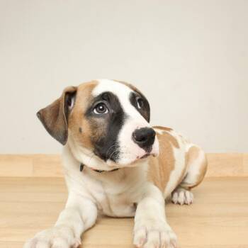 Pit Bull Terrier Dogs Available for Adoption - Hamilton D68105 | PetCurious