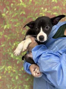 Shepherd and Mixed Breed Dogs Available for Adoption in San Antonio, Texas - Thunder | PetCurious