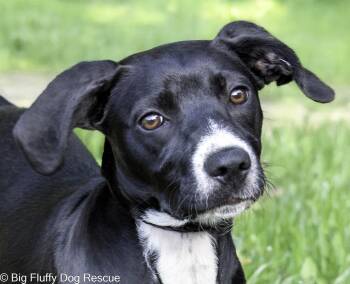 Rescue Labrador Retriever and Beagle Dogs for Adoption in Nashville, Tennessee - Carol | PetCurious