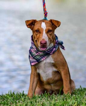 Sadie Lou -  Australian Shepherd Dog for Adoption in Longview, Texas - Sadie Lou | PetCurious
