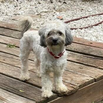 Prince -  Lhasa Apso and Shih Tzu Dog for Adoption in Houston, Texas - Prince | PetCurious
