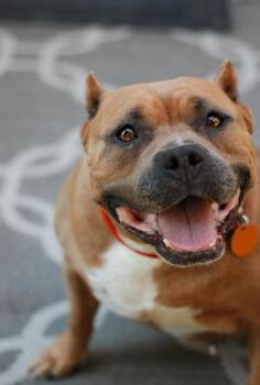 Rescue Pit Bull Terrier Dogs for Adoption in Oakland, California - Rosa | PetCurious