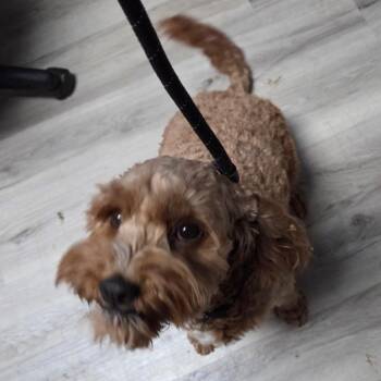 Ying/NELLY -  Poodle Dog for Adoption in St. Louis, Missouri - Ying/NELLY | PetCurious