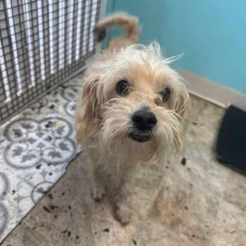 Terrier and Mixed Breed Dogs Available for Adoption in Boerne, Texas - Duncan | PetCurious