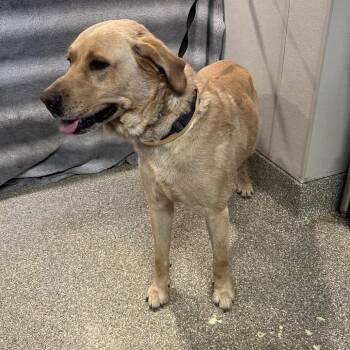 Bradley* -  Labrador Retriever Dog for Adoption in San Gabriel, California - Bradley* | PetCurious