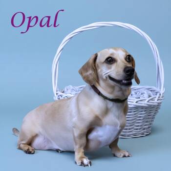 Dachshund Dogs Available for Adoption - Opal D26-045 | PetCurious