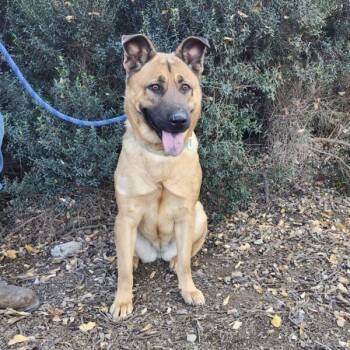 Shepherd Dogs Available for Adoption - Macy | PetCurious