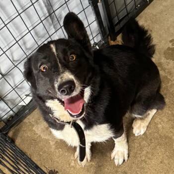 Border Collie Dogs Available for Adoption in Birmingham, Alabama - Cardi | PetCurious