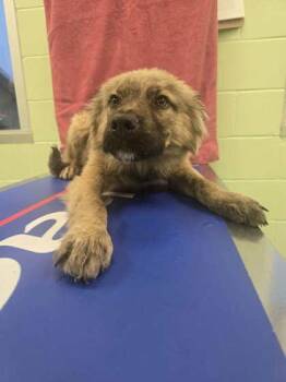 Catahoula Leopard Dog and Mixed Breed Dogs Available for Adoption - Re-Pete | PetCurious