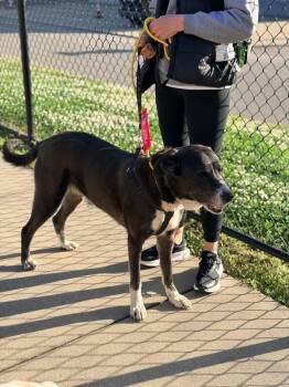 Black Labrador Retriever and Border Collie Dogs Available for Adoption - Lady  | PetCurious