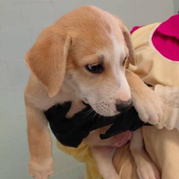 Talia 4367 -  Shepherd and Mixed Breed Dog for Adoption in Loxahatchee Groves, Florida - Talia 4367 | PetCurious