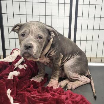 Terrier Dogs Available for Adoption - Zarah | PetCurious