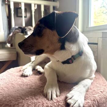 Cattle Dog and Terrier Dogs Available for Adoption in Minnetonka, Minnesota - Dolly D69311 | PetCurious