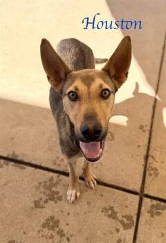 HOUSTON -  German Shepherd Dog and Mixed Breed Dog for Adoption in Sacramento, California - HOUSTON | PetCurious