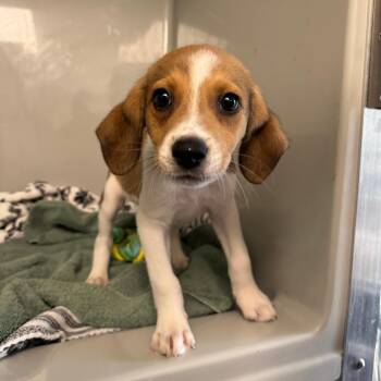 Mixed Breed Dogs Available for Adoption in Saint Charles, Missouri - Jack | PetCurious