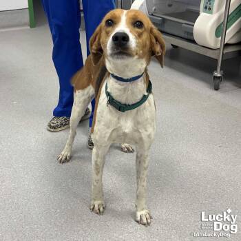 Hound Dogs Available for Adoption in Washington, District Of Columbia - Bouncer | PetCurious