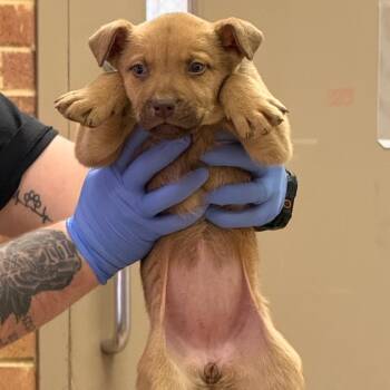 Retriever Dogs Available for Adoption - Presley | PetCurious