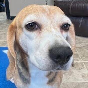 Beagle Dogs Available for Adoption in Nowata, Oklahoma - Lucille | PetCurious