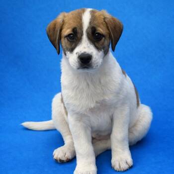 Labrador Retriever Dogs Available for Adoption - Candy | PetCurious