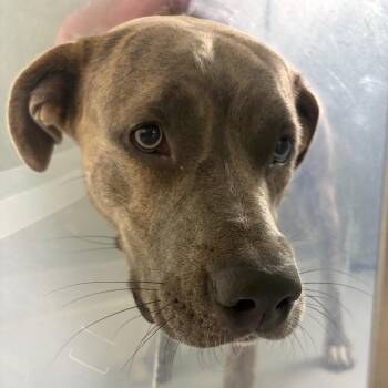 Clem -  Mixed Breed Dog for Adoption in Spokane, Washington - Clem | PetCurious