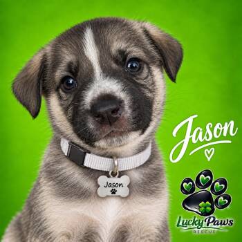 Killer Crew  -  German Shepherd Dog and Pit Bull Terrier Dog for Adoption in Oswego, South Carolina - Killer Crew  | PetCurious