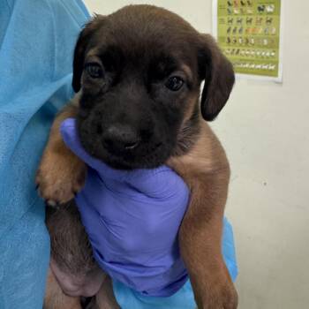 Mixed Breed Dogs Available for Adoption in Charleston, West Virginia - Sausage | PetCurious